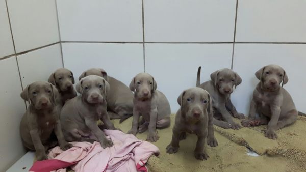 LINDOS FILHOTES DE WEIMARANER