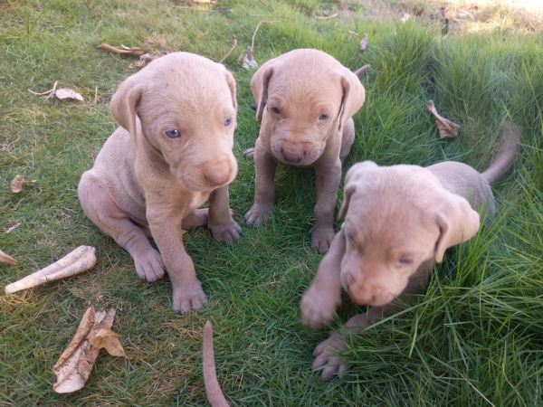 LINDOS FILHOTES DE WEIMARANER