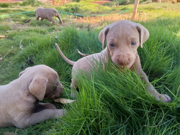 LINDOS FILHOTES DE WEIMARANER