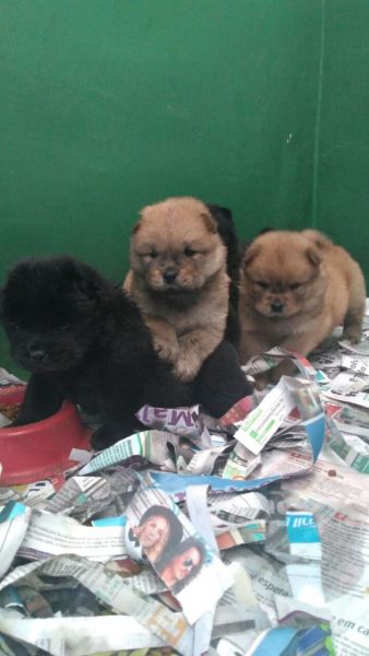 CHOW CHOWLINDOS FILHOTES