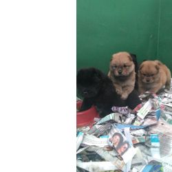 Chow Chow CHOW CHOWLINDOS FILHOTES S�o Paulo S�o Paulo
