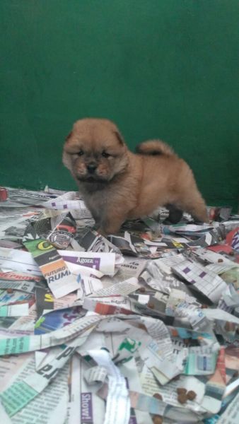 CHOW CHOWLINDOS FILHOTES