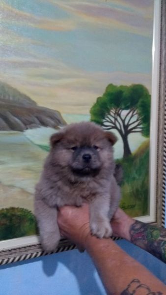 CHOW CHOWLINDOS FILHOTES