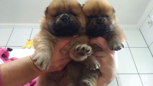 CHOW CHOWLINDOS FILHOTES