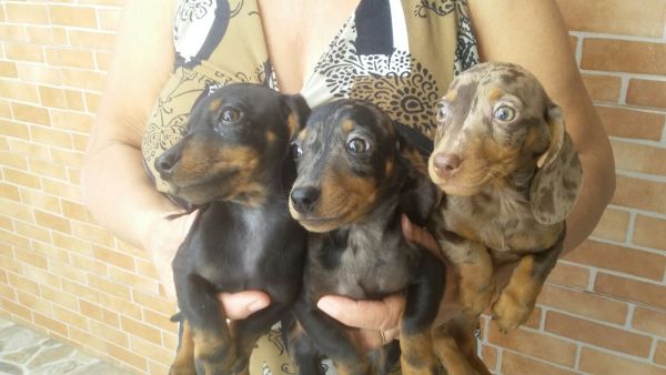 DACHSHUND LINDOS FILHOTES