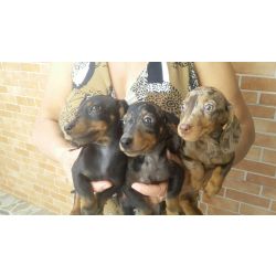 Dachshund DACHSHUND LINDOS FILHOTES S�o Paulo S�o Paulo