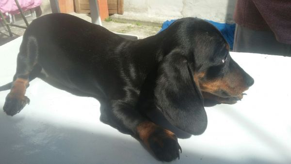 DACHSHUND LINDOS FILHOTES