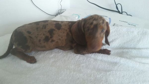 DACHSHUND LINDOS FILHOTES