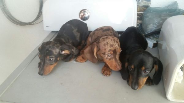 DACHSHUND LINDOS FILHOTES