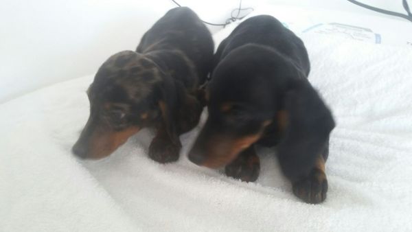 DACHSHUND LINDOS FILHOTES