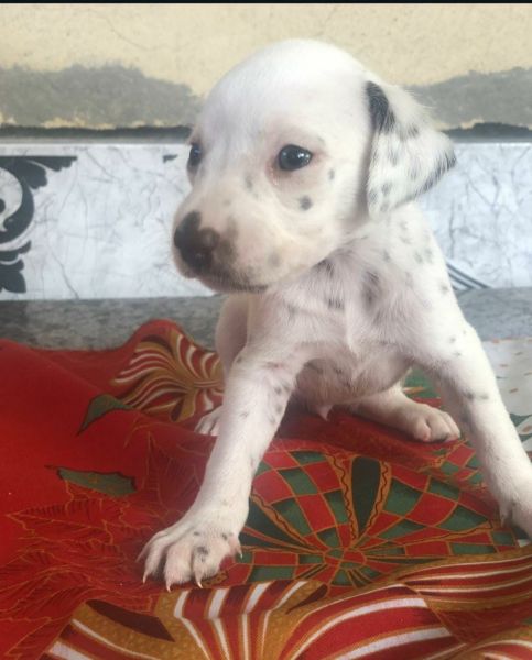 D�LMATA LINDOS FILHOTES