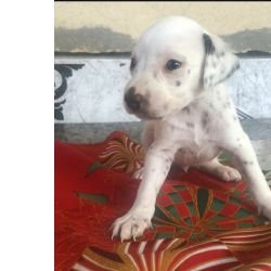 D�lmata D�LMATA LINDOS FILHOTES S�o Paulo S�o Paulo