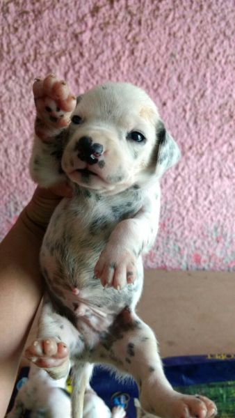 D�LMATA LINDOS FILHOTES