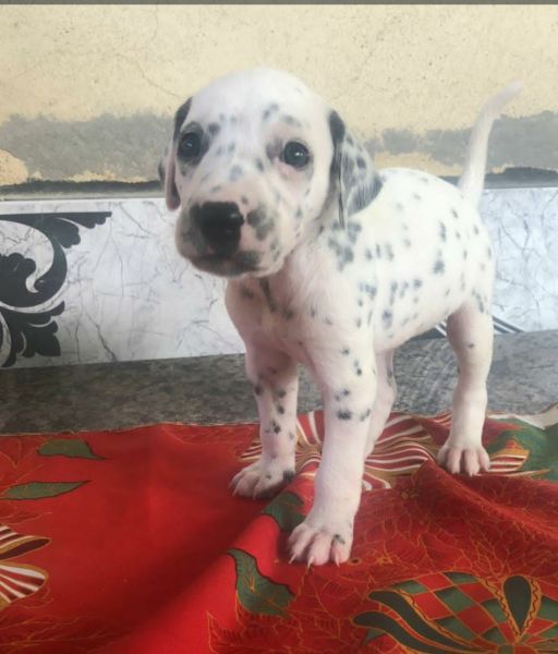 D�LMATA LINDOS FILHOTES