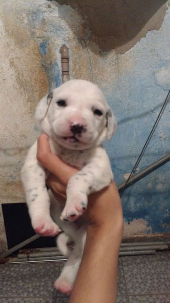 D�LMATA LINDOS FILHOTES