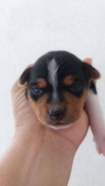 FOX PAULISTINHA LINDOS FILHOTES