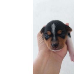 Fox Paulistinha FOX PAULISTINHA LINDOS FILHOTES S�o Paulo S�o Paulo