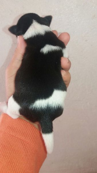 FOX PAULISTINHA LINDOS FILHOTES