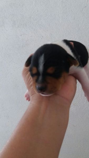 FOX PAULISTINHA LINDOS FILHOTES