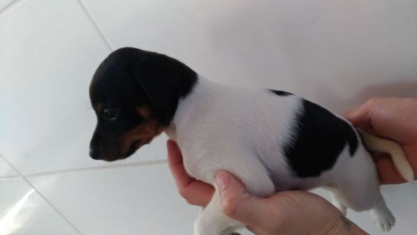 FOX PAULISTINHA LINDOS FILHOTES