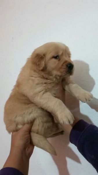 OLDEN RETRIEVERLINDOS FILHOTES