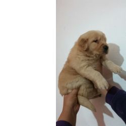 Golden Retriever OLDEN RETRIEVERLINDOS FILHOTES S�o Paulo S�o Paulo