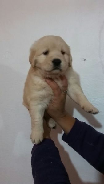 OLDEN RETRIEVERLINDOS FILHOTES