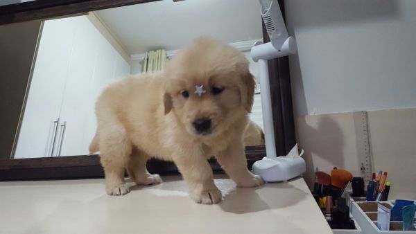 OLDEN RETRIEVERLINDOS FILHOTES