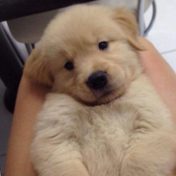 OLDEN RETRIEVERLINDOS FILHOTES