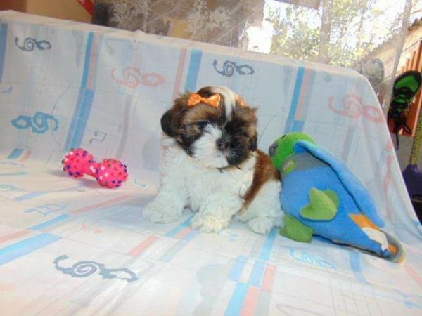 LHASSA APSO LINDOS FILHOTES