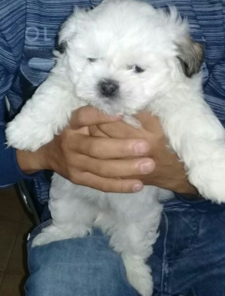 LHASSA APSO LINDOS FILHOTES
