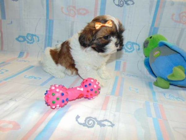 LHASSA APSO LINDOS FILHOTES