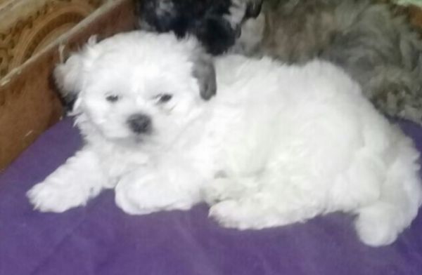 LHASSA APSO LINDOS FILHOTES