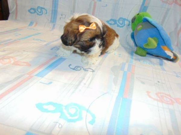 LHASSA APSO LINDOS FILHOTES