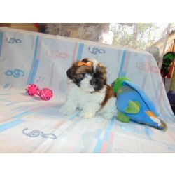 Malt�s MALTES LINDOS FILHOTES S�o Paulo S�o Paulo