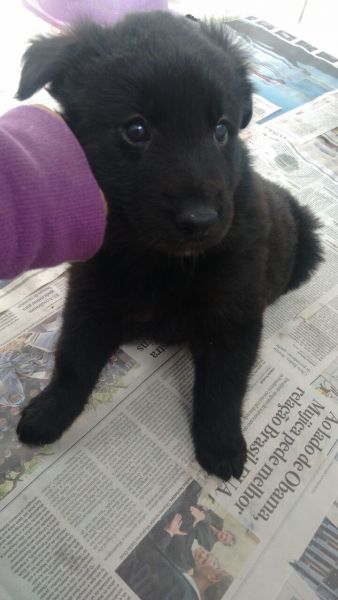 PASTOR BELGA GROENENDAEL LINDOS FILHOTES