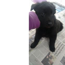 Pastor Belga PASTOR BELGA GROENENDAEL LINDOS FILHOTES S�o Paulo S�o Paulo