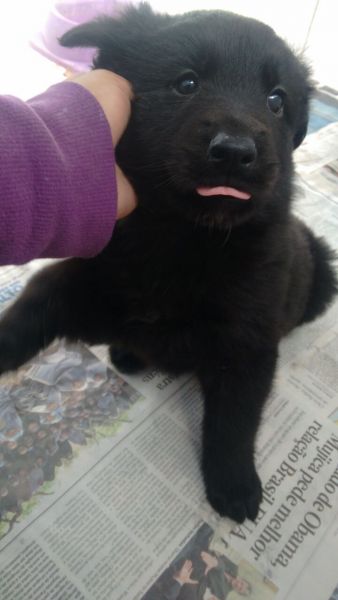 PASTOR BELGA GROENENDAEL LINDOS FILHOTES