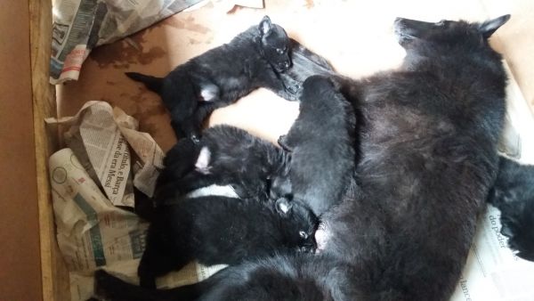 PASTOR BELGA GROENENDAEL LINDOS FILHOTES