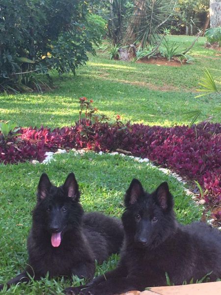 PASTOR BELGA GROENENDAEL LINDOS FILHOTES
