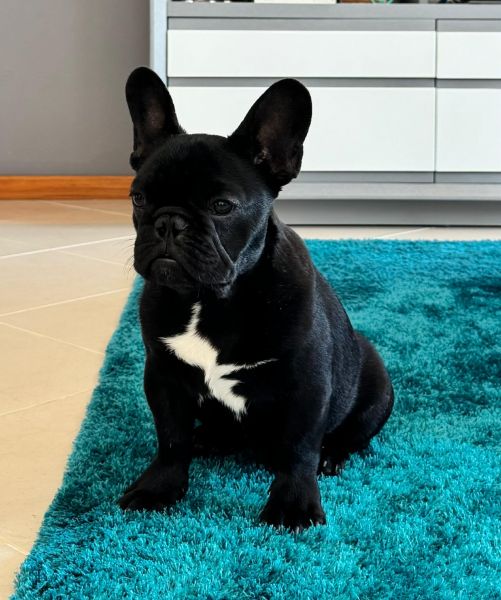 Buldogue Franc�s  Macho Tigrado