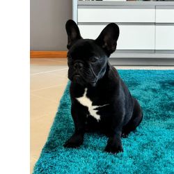 Bulldog Franc�s Buldogue Franc�s  Macho Tigrado Viana do Castelo Viana Do Castelo