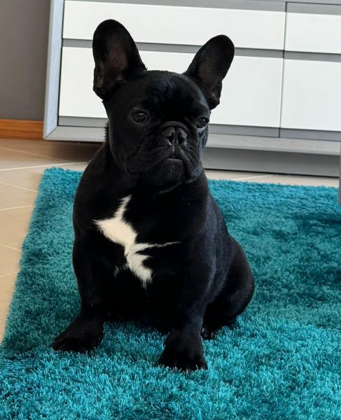 Buldogue Franc�s  Macho Tigrado