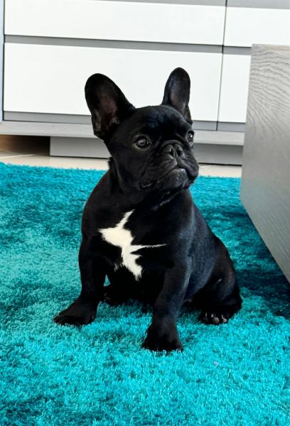 Buldogue Franc�s  Macho Tigrado