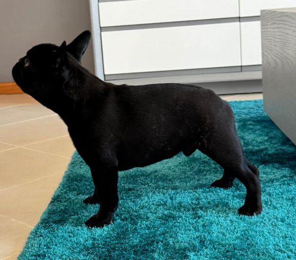 Buldogue Franc�s  Macho Tigrado