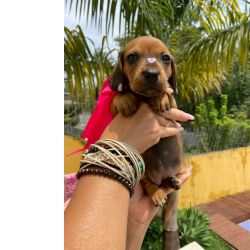 Dachshund BASSET MINI TECKEL LINDOS MACHOS E F�MEA DOURADOS PARC DEZ X ENTREGO HOJE CHAMA NO ZAP S�o Paulo Osasco
