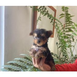 Yorkshire Terrier Yorkshire miniatura