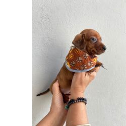 Dachshund FILHOTE DE SALSICHA MACHO DOURADO