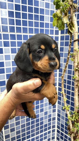 FILHOTE DE SALSICHA MACHO PRETO E CANELA