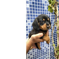 Dachshund FILHOTE DE SALSICHA MACHO PRETO E CANELA S�o Paulo Cotia